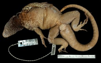 Media type: image;   Herpetology R-22664 Aspect: ventral